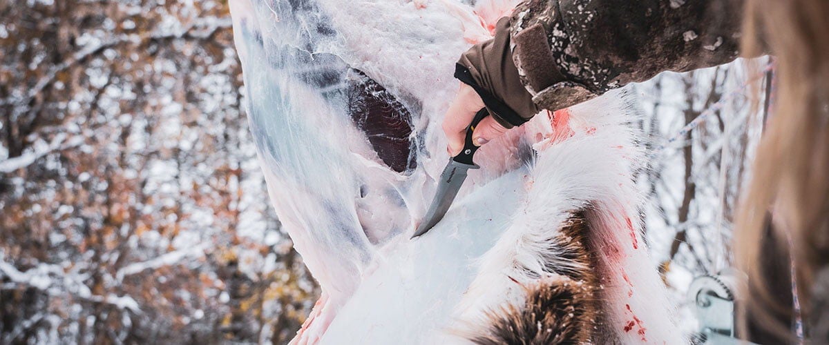 hunter field dressing a deer in the snow