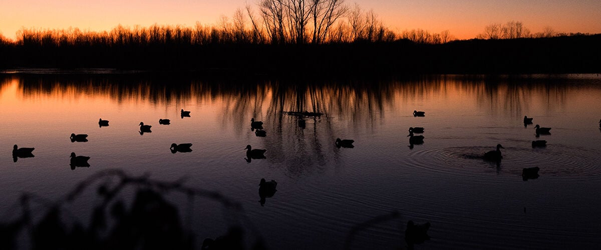 ducks on a pond at sunset
